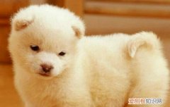 耳螨怎么清理 看完你就懂了