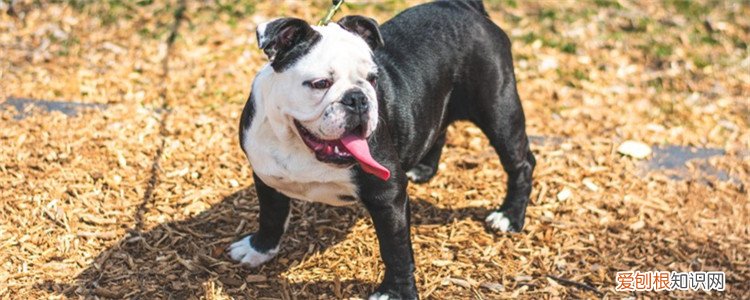 狗狗总咳嗽 咳咳咳咔,狗狗可能是生病了!