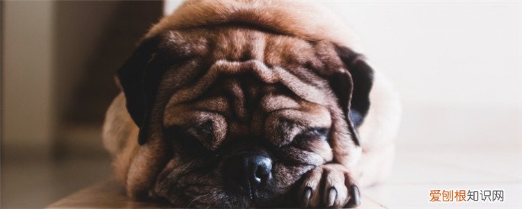 狗抽搐站立不稳流口水 狗狗到底是怎么了?