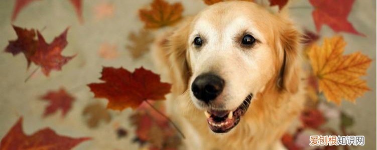 狗狗早上吐黄水,带泡沫 不重视可能发展成胃炎!