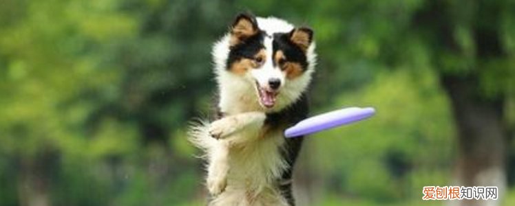 狗狗吐怎么办吃什么药 狗吐了是怎么回事,需要喂什么药