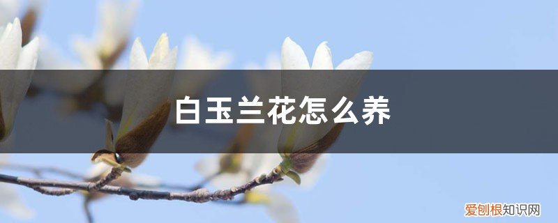 白玉兰花怎么养才长得好 白玉兰花怎么养