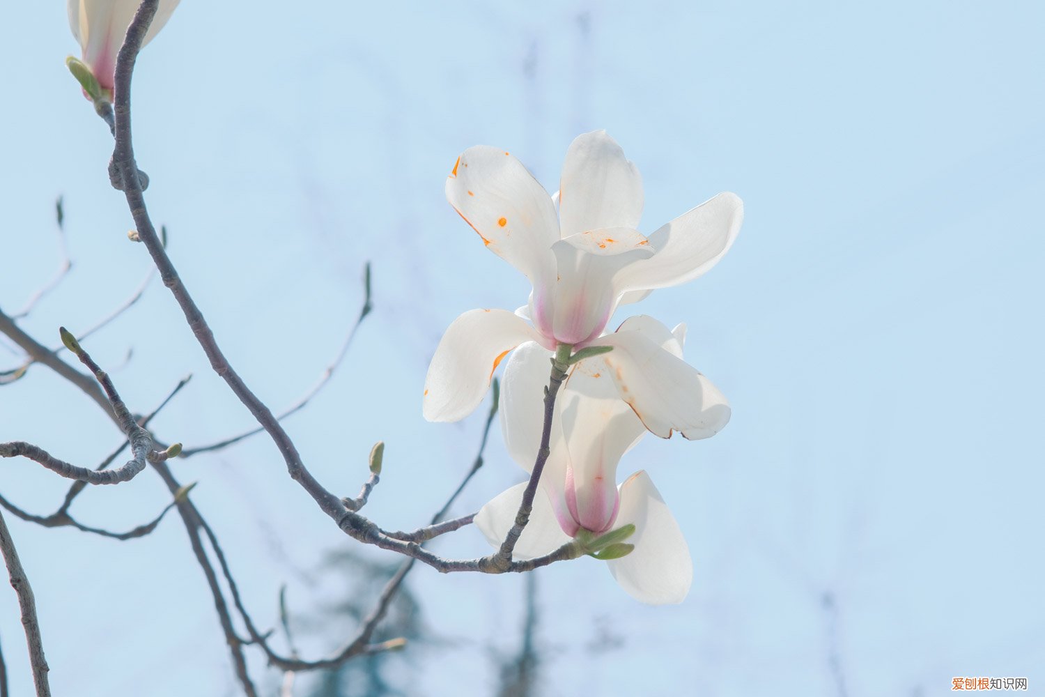 白玉兰花怎么养才长得好 白玉兰花怎么养