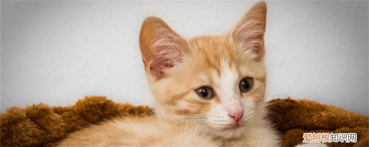 猫咪剃毛以后会冷吗 秋天把猫毛剃了会冷吗,猫剃毛之后会不会冷,猫剃毛后会不会冷