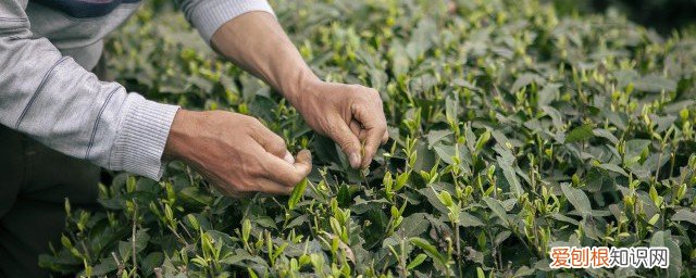 绿茶叶子可以泡茶喝吗 绿茶叶子能泡茶喝吗