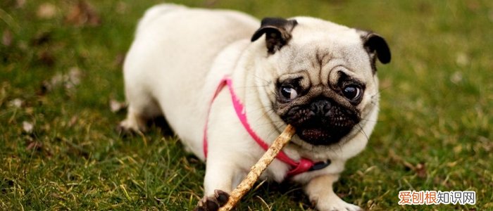 如果狗得了狂犬病有什么症状 恐水怕光的一定要警惕!