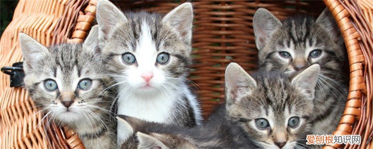 两个月的小猫会自己排便吗,两个月大的小猫会自己排便吗,两个月大的小猫一天排便几次