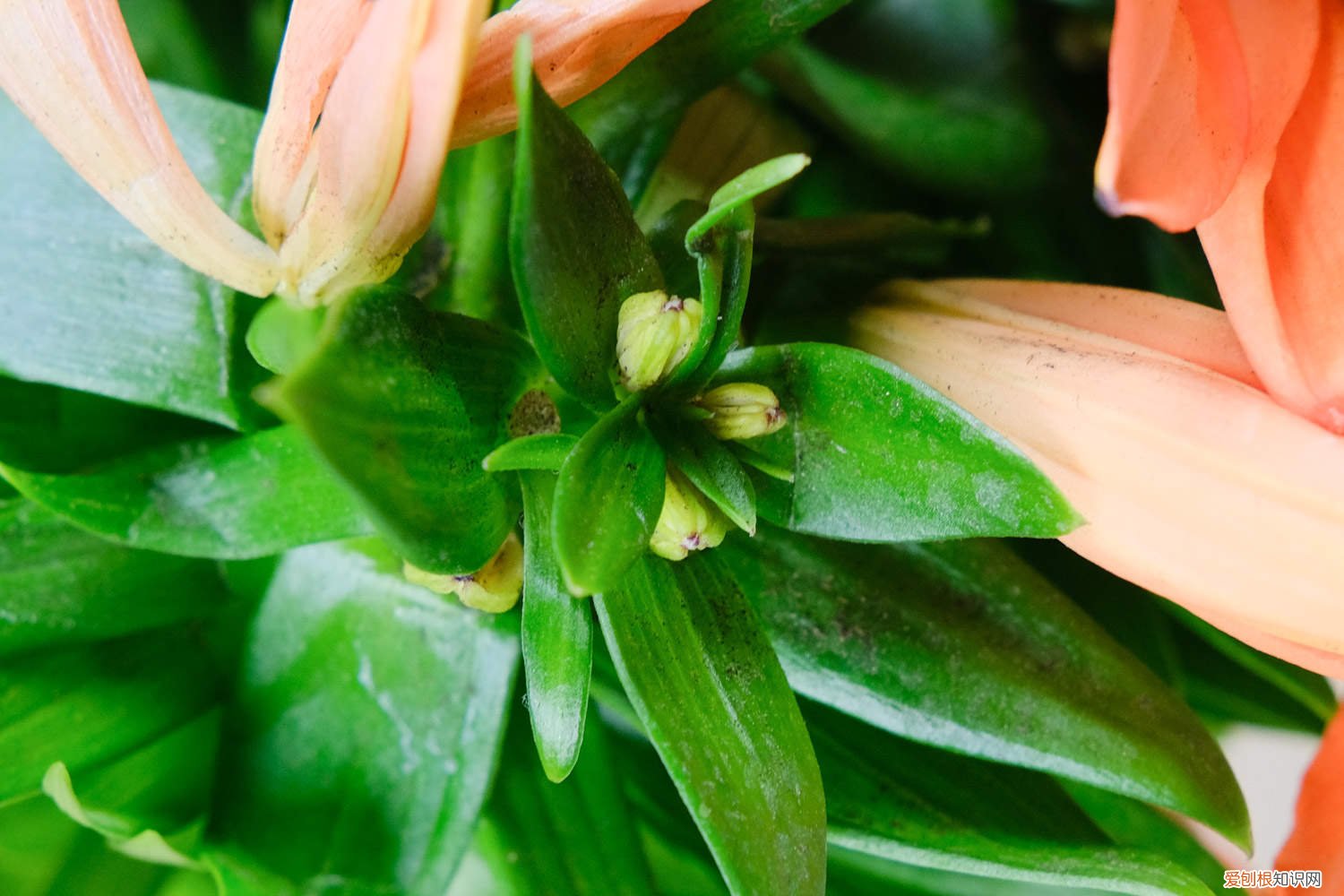 如何在家种植百合花盆 如何在家种植百合花