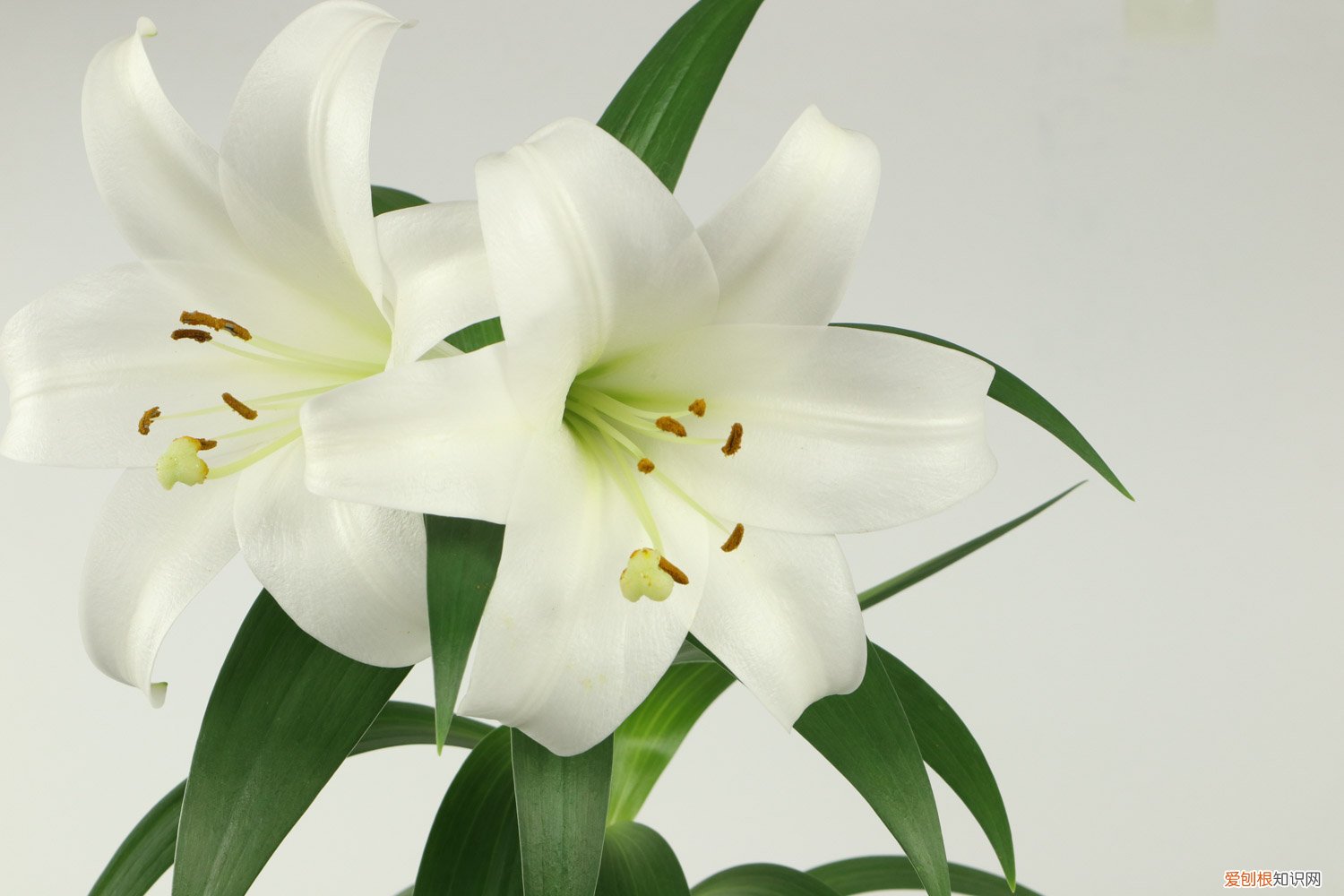 如何在家种植百合花盆 如何在家种植百合花