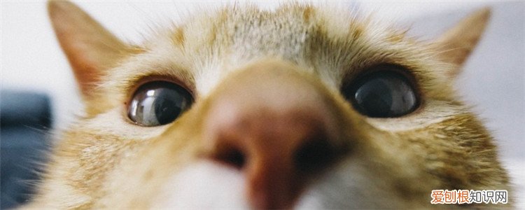 小猫的鼻子干怎么办 小猫外出鼻子会干吗,小猫鼻子干是怎么回事,小猫鼻子干燥