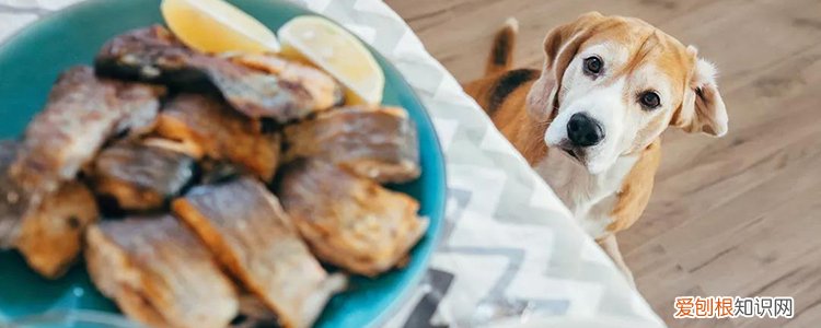 2个月幼犬有狂犬病吗 正确了解狂犬病!