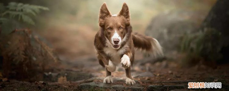 狗咬伤到底能不能缝针 会对感染狂犬病有影响吗?