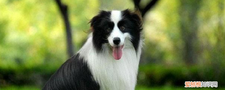 狗子宫蓄脓的症状 这些症状就真的要重视起来了！