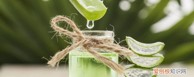 新鲜芦荟可以放冰箱吗 芦荟可以放进冰箱冰冻吗