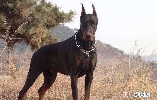 狗狗打完疫苗的注意事项 这四大点你一定要知道！