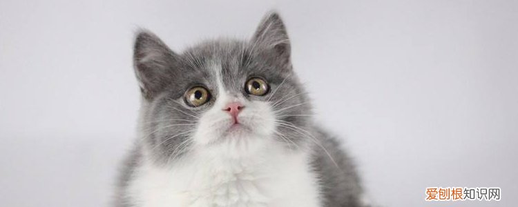 猫儿抓破皮要打针吗,猫抓破皮要不要打疫苗,猫抓破皮了需要打针吗