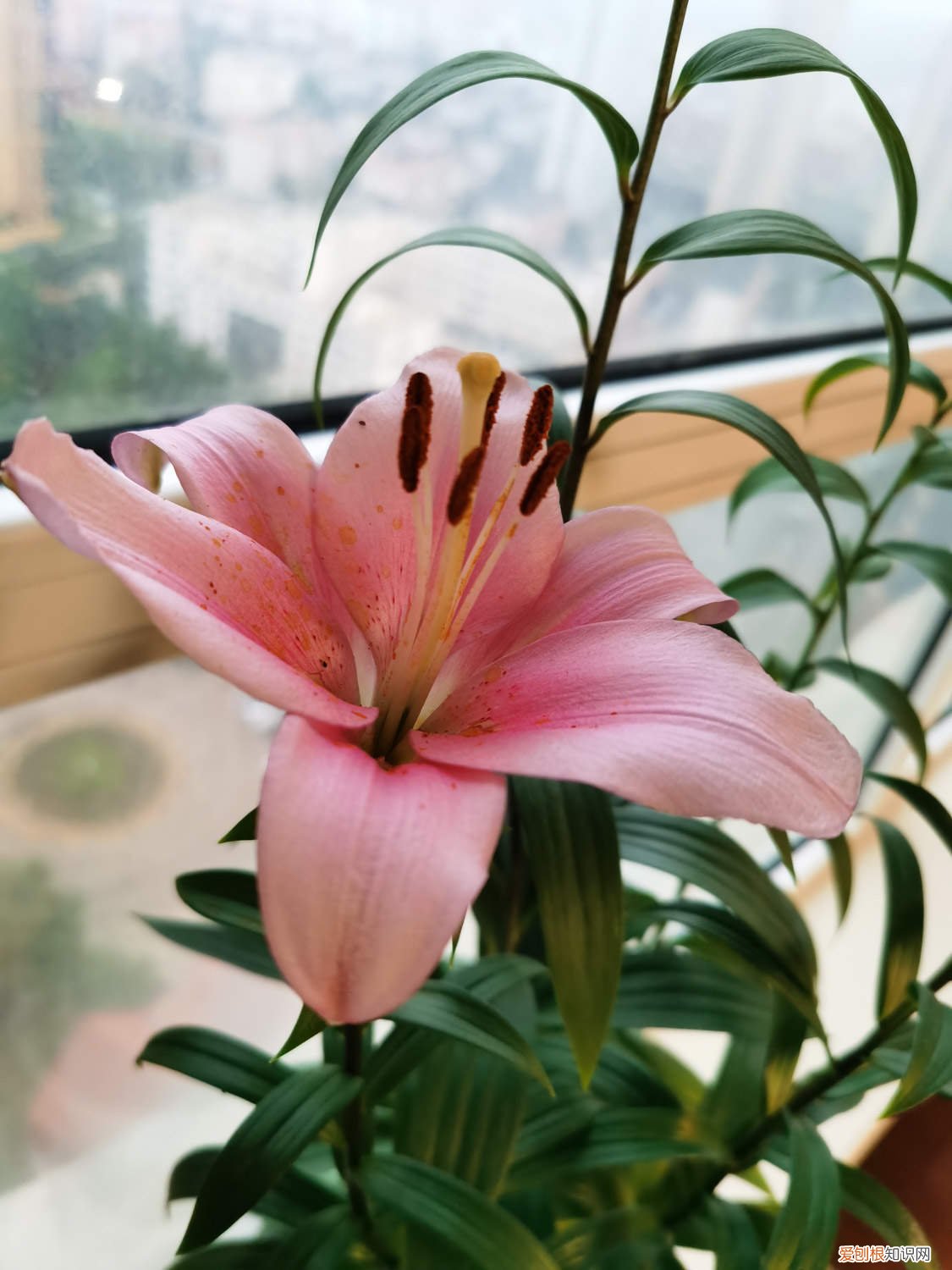 小盆栽百合花怎么养护 小盆栽百合花怎么养