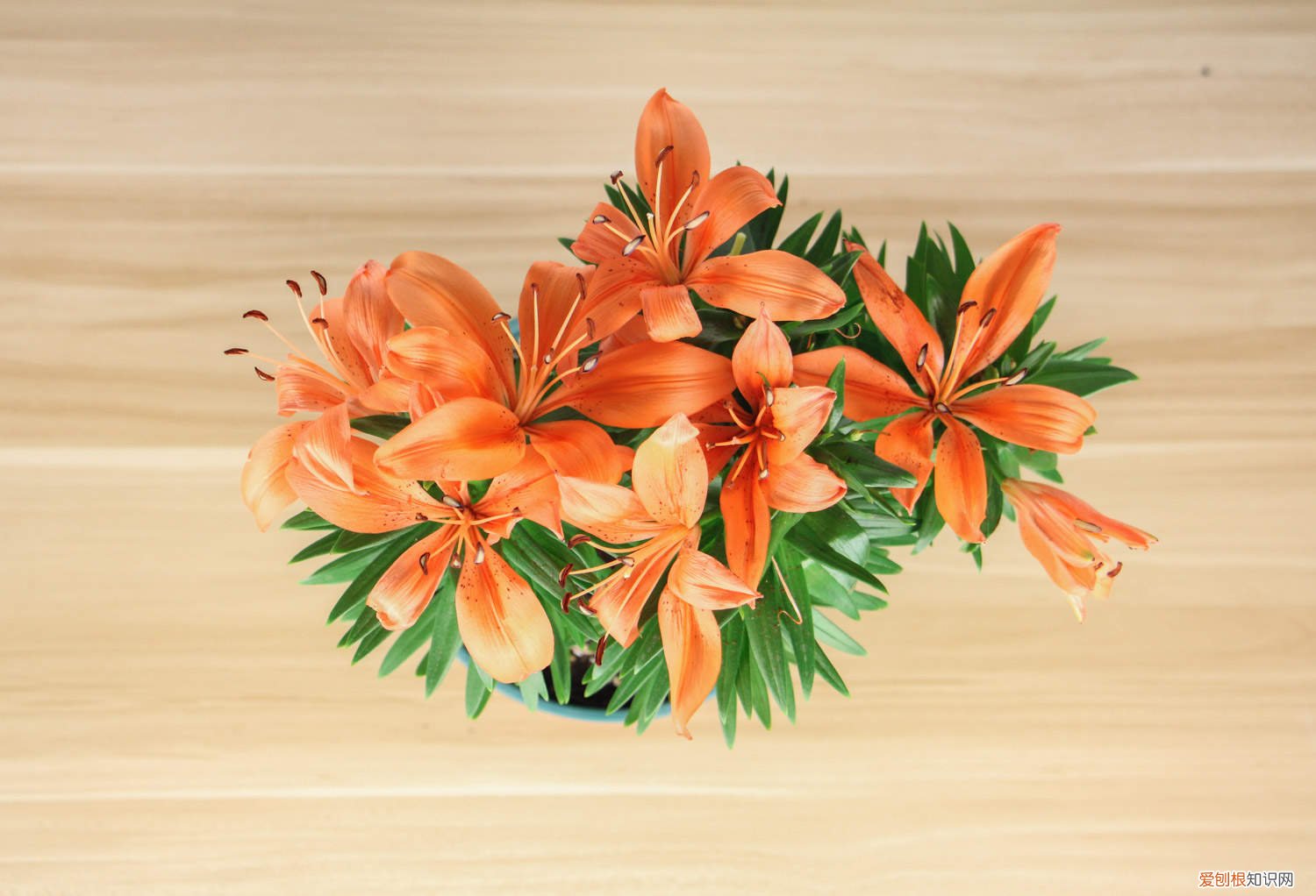 小盆栽百合花怎么养护 小盆栽百合花怎么养