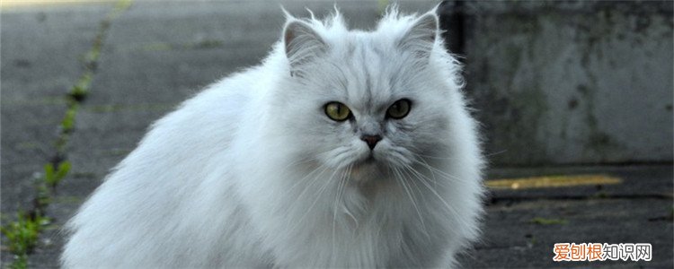 猫咪春夏秋掉毛严重 猫秋天掉毛正常吗,猫秋天掉毛持续多久,为什么猫秋天掉毛