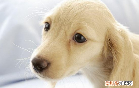 细小能治愈吗 你这么不相信现代医学吗?