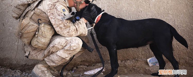 狗咬了没破皮出了点血印 有感染狂犬病的可能吗