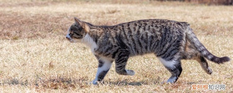 猫咪秋天发春吗 秋天猫会发情吗,猫秋天发情几次,猫秋天不发情