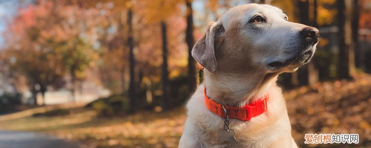狗狗皮肤病有什么症状 皮肤病不止一种！