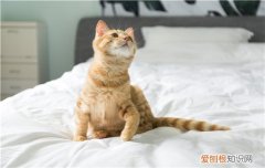几个月的猫可以剃毛 3个月的猫可以剃毛吗,折耳猫可以剃毛吗,猫猫可以剃毛吗