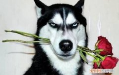 狗尿路感染有什么症状 主人一定要了解哦！