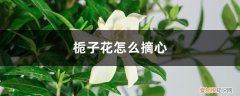 栀子花摘心修剪 栀子花怎么摘心