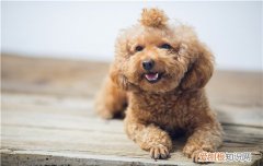 狗肠套叠为什么会拉血 肠子受伤了啊！