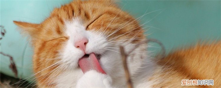 买了鸡胸肉怎么做给猫吃,生鸡胸肉怎么做给猫吃,给猫做鸡胸肉怎么弄