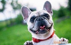 狗狗眼睛红肿是为什么 可能是倒睫！