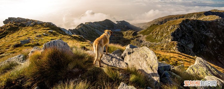 狗狗眼睛红肿是为什么 可能是倒睫！