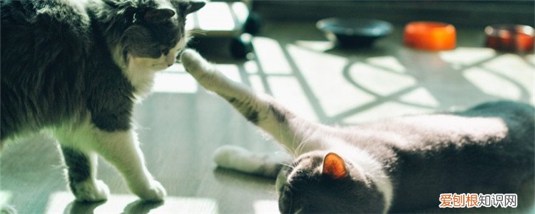 小猫之间会打架嘴巴破了怎么办,小猫打架嘴巴破了怎么办,小猫嘴巴破了怎么办