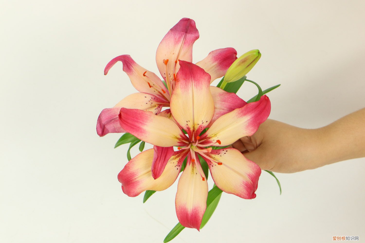 野百合怎么养护和管理 野百合怎么养