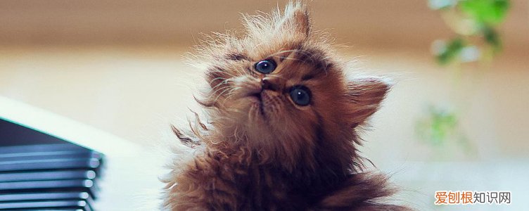 猫咪怕我怎么办 猫怕我怎么办,猫怕你怎么办,猫怕主人了怎么办