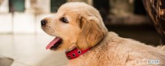 狗狗发烧怎么判断 你知道如何测量温度最准确吗?