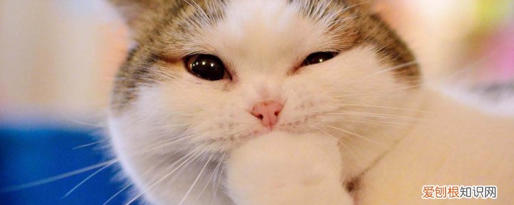 猫喜欢咬我的手怎么办 猫喜欢咬我怎么办,猫喜欢咬人怎么办,猫喜欢咬手怎么办