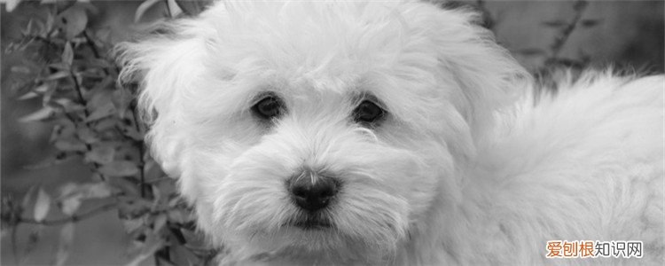 狗鼻子烂了是什么病 狗鼻子烂了要注意什么