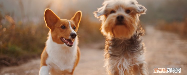 狗咬了没有破就有点疼 应该如何处理可避免感染?