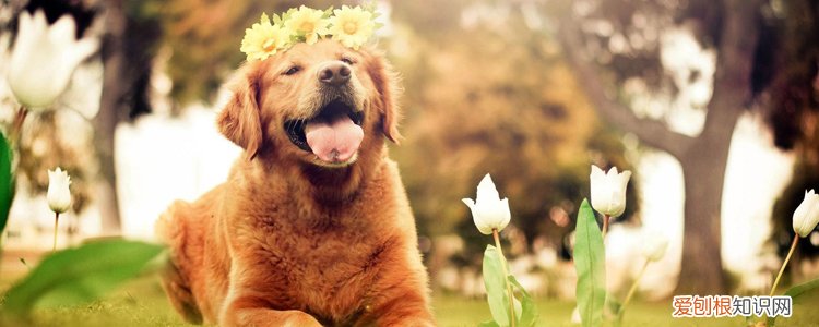 狗牙齿刮表皮没有出血 会患狂犬病吗?