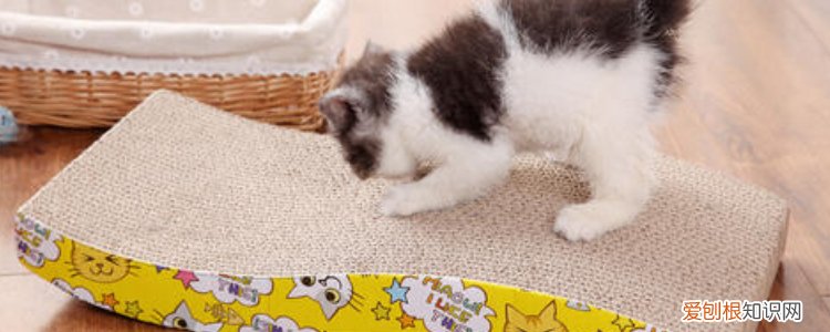 猫 可以吃蛋糕 去猫咖可以给猫吃蛋糕吗,可以喂猫吃蛋糕吗,猫可以吃蛋糕吗