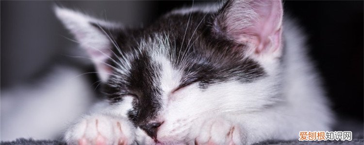 可以给猫咪剃毛么 可以自己给猫剃毛吗,,能不能自己给猫剃毛,给猫剃毛技巧