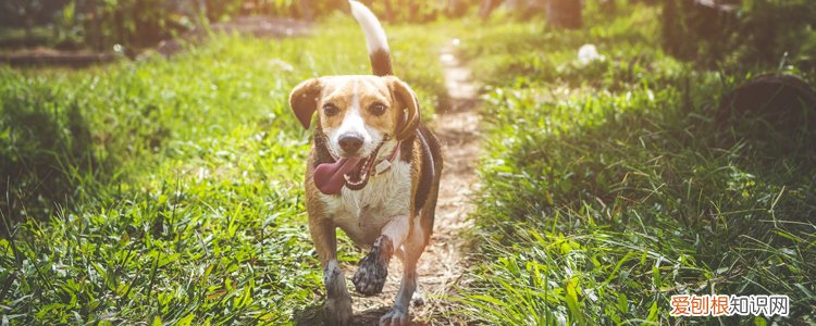 狗咬没出血但鼓了红印 需要消毒伤口吗?