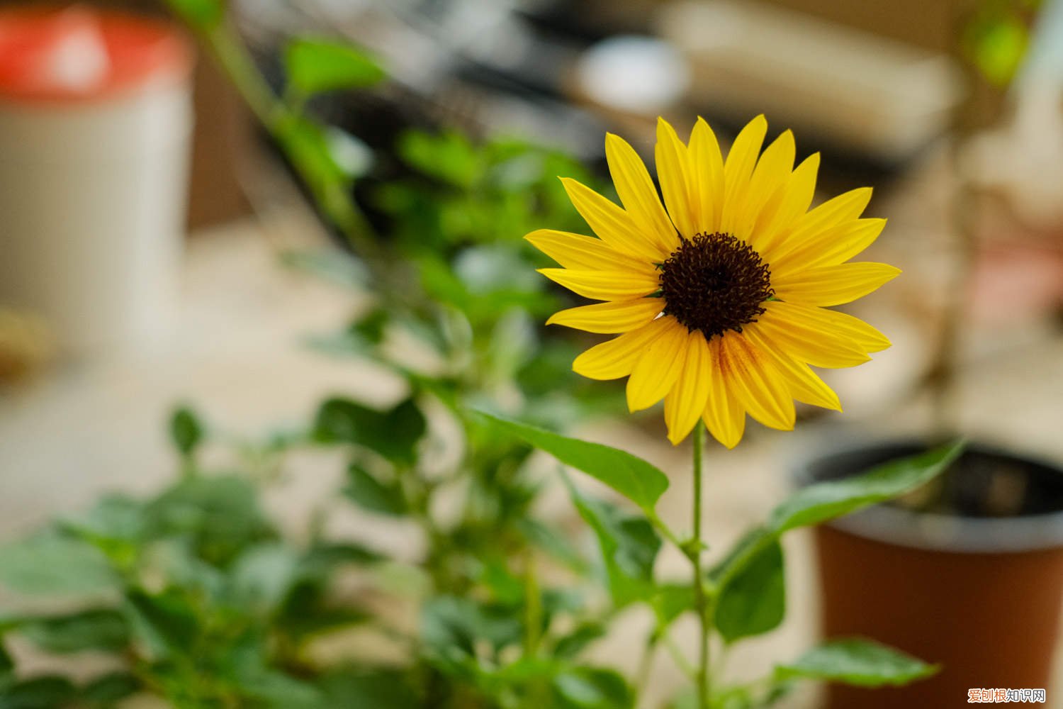 向日葵种植那头朝下 向日葵种子种植哪一头朝下