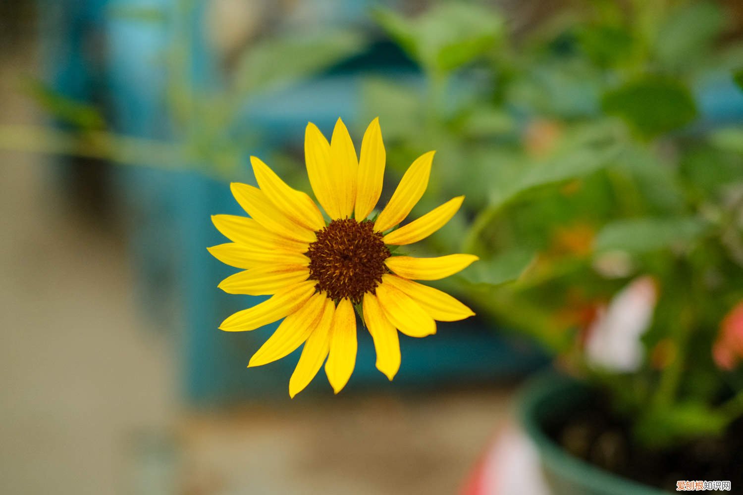 向日葵种植那头朝下 向日葵种子种植哪一头朝下
