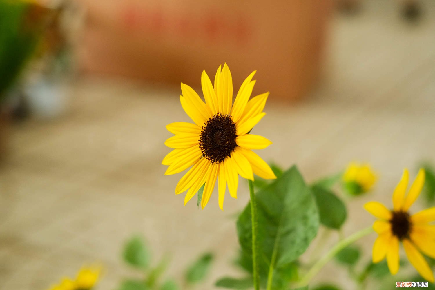 向日葵种植那头朝下 向日葵种子种植哪一头朝下