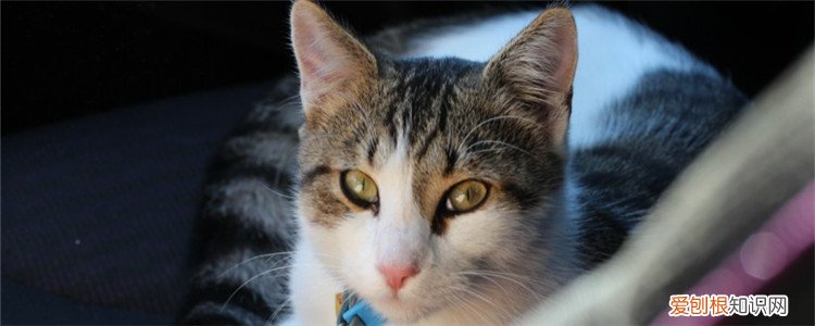 猫只吃米饭可以不,猫只吃米饭不吃猫粮,猫长期吃米饭会对身体有什么影响