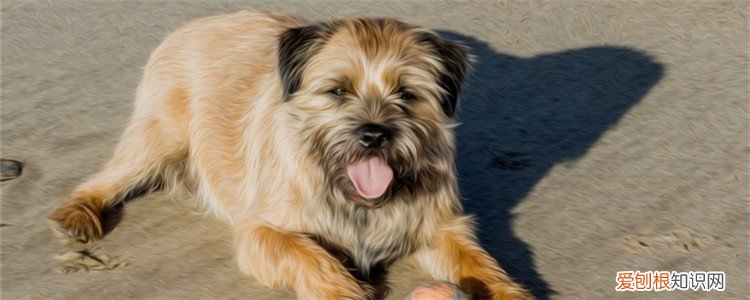 狗狗血肿如何快速消除 最好尽早带狗狗去医院就医